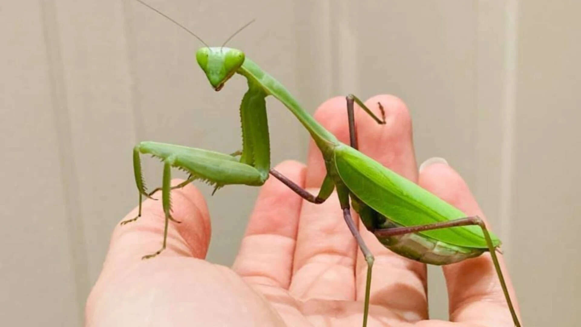 Asian Praying Mantis Invades Europe