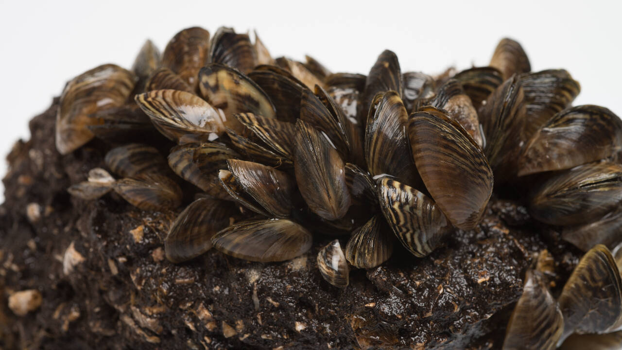 Michigan Test Kills 80% of Zebra Mussels