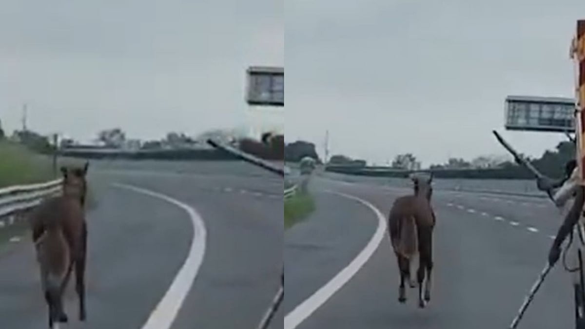 Horse Runs 7km On Lucknow-Kanpur Expressway