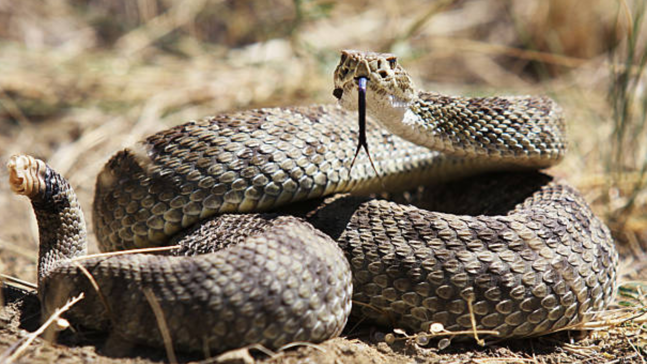 Man Survives Rattlesnake Bite With 54 Vials of Antivenom