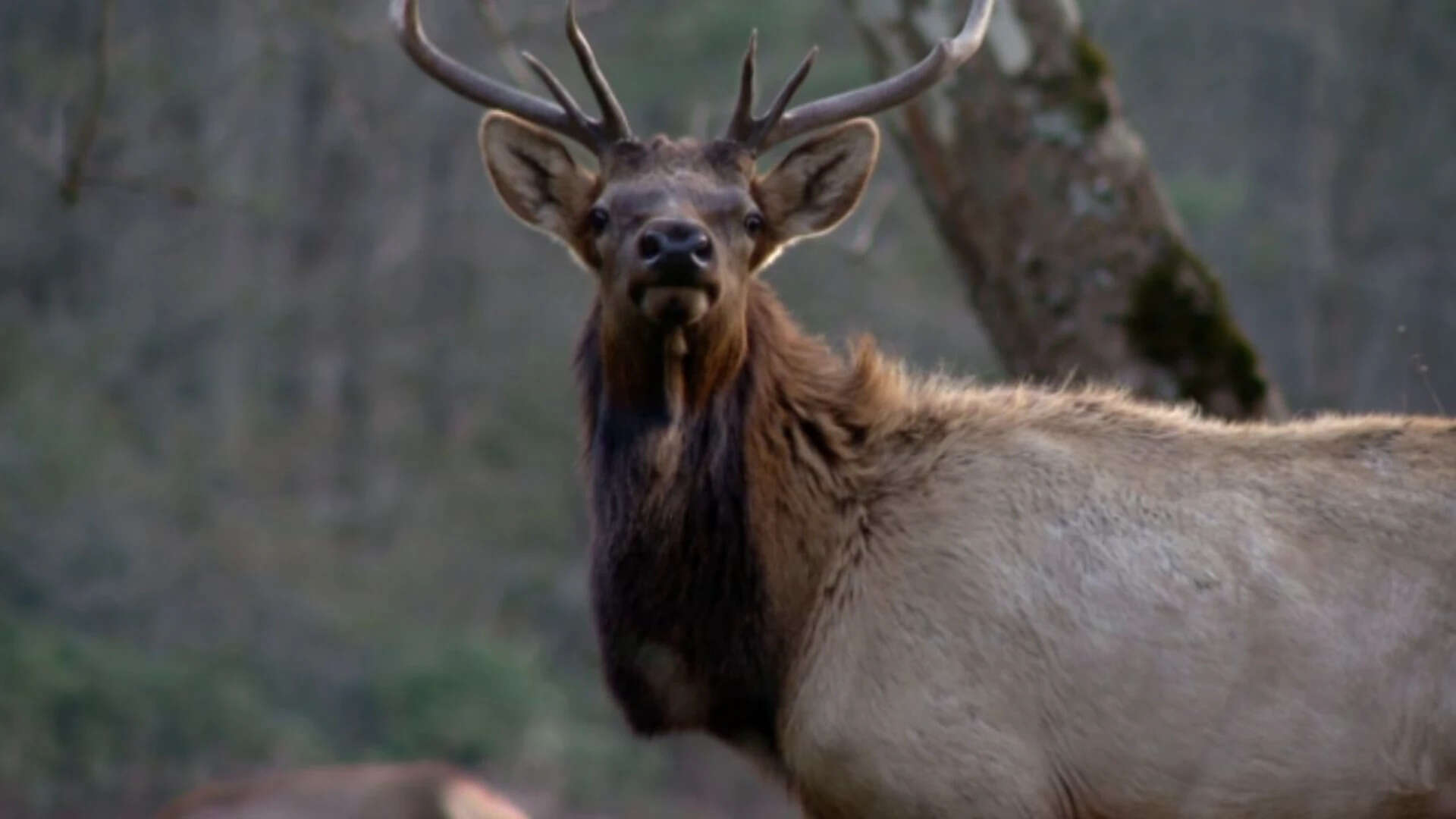 North Carolina to Allow 2 Elk Hunts in 2027