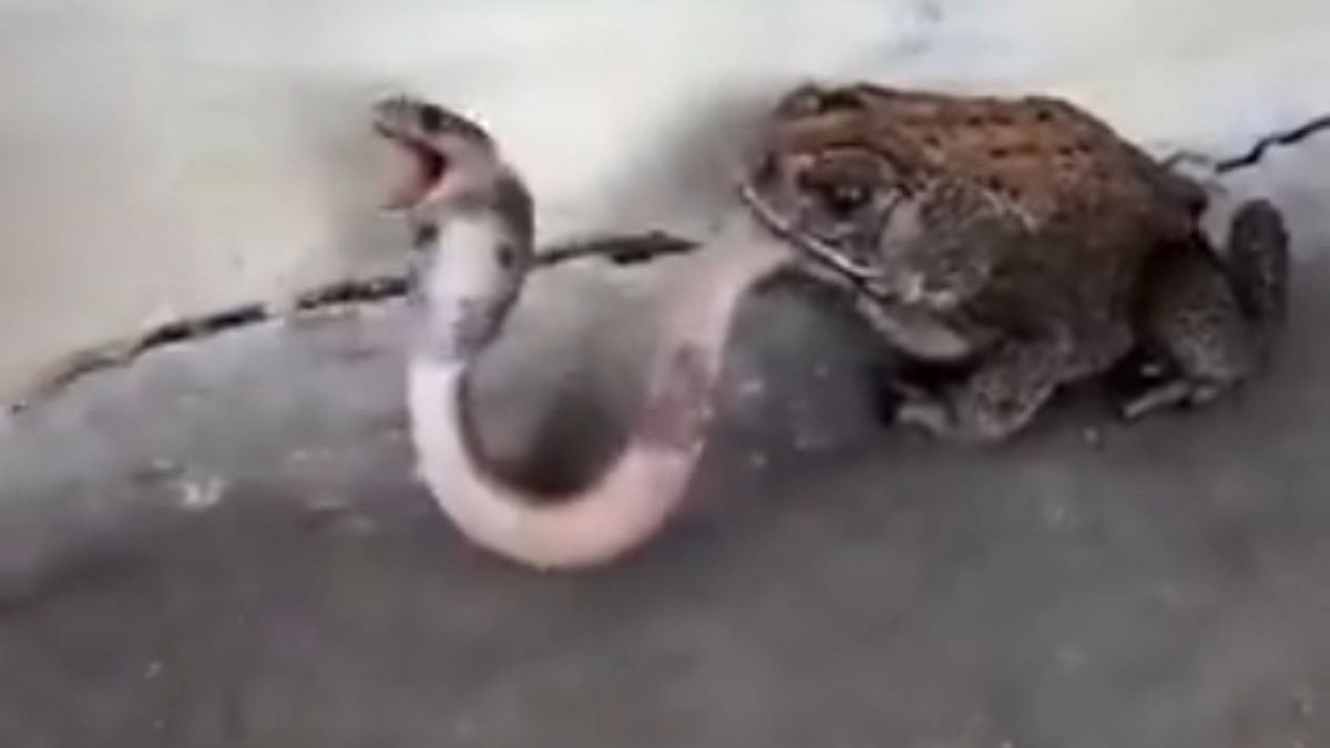 Frog Traps Cobra in Rare Chhatrapati Sambhajinagar Encounter