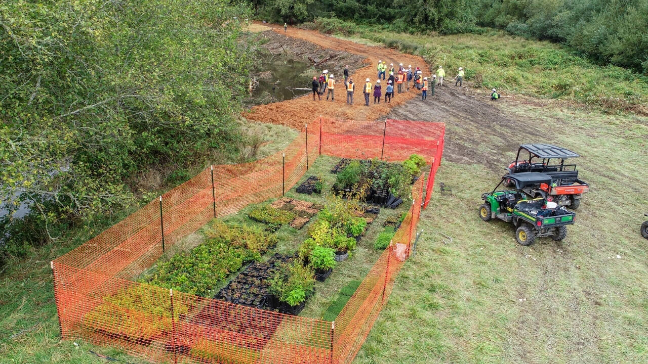 California Lumber Mill Transformed Into Wetland Habitat