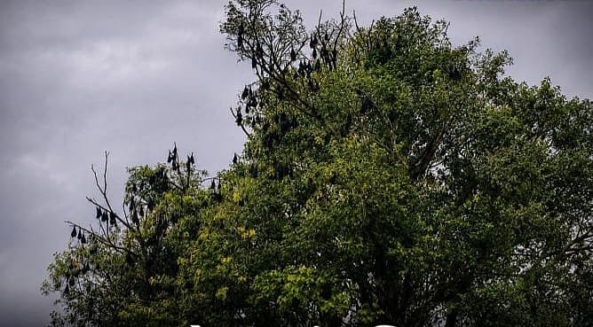 Hundreds Of Bats Inhabit Tree In Beed's Pimpri Ghata
