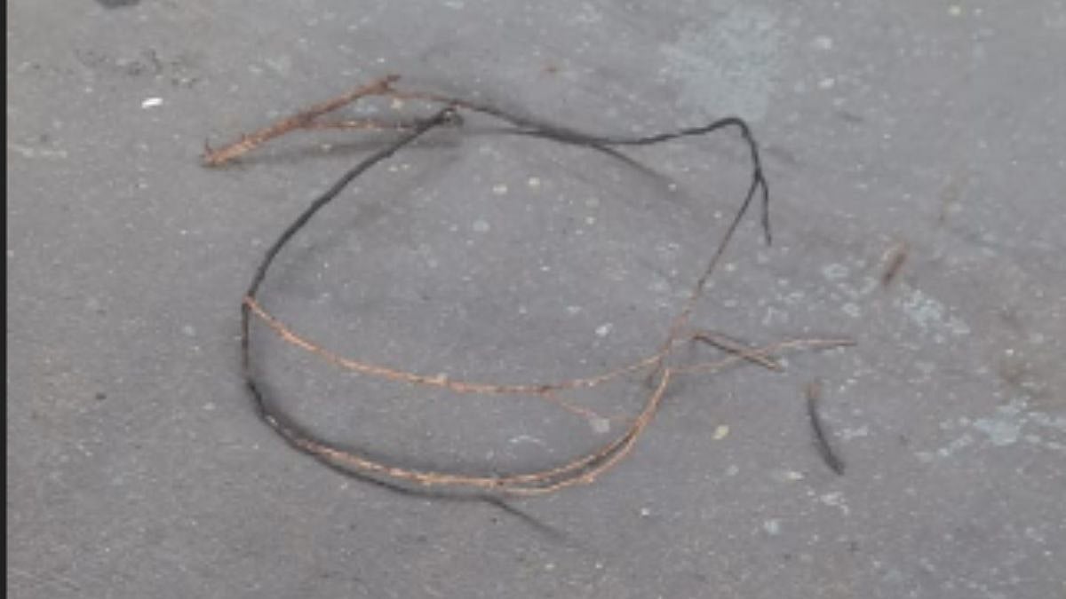 Tree Branch Sparks Disrupt Harbour Line Train Near Vile Parle