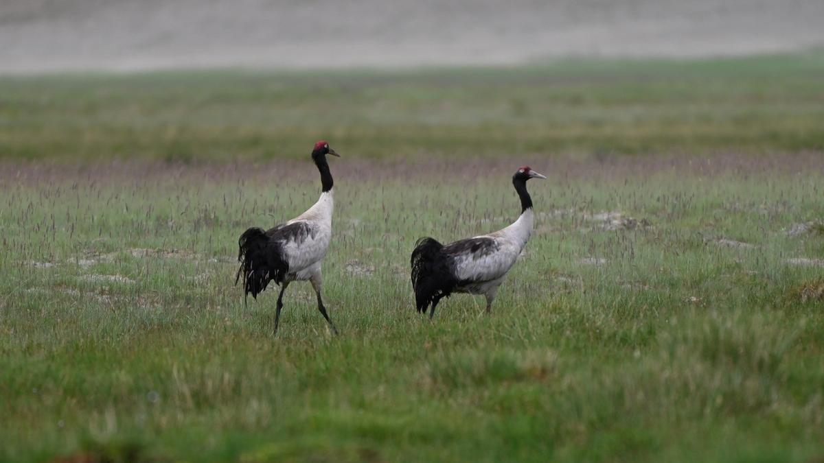 Ladakh Sterilises 2,950 Dogs to Protect Cranes
