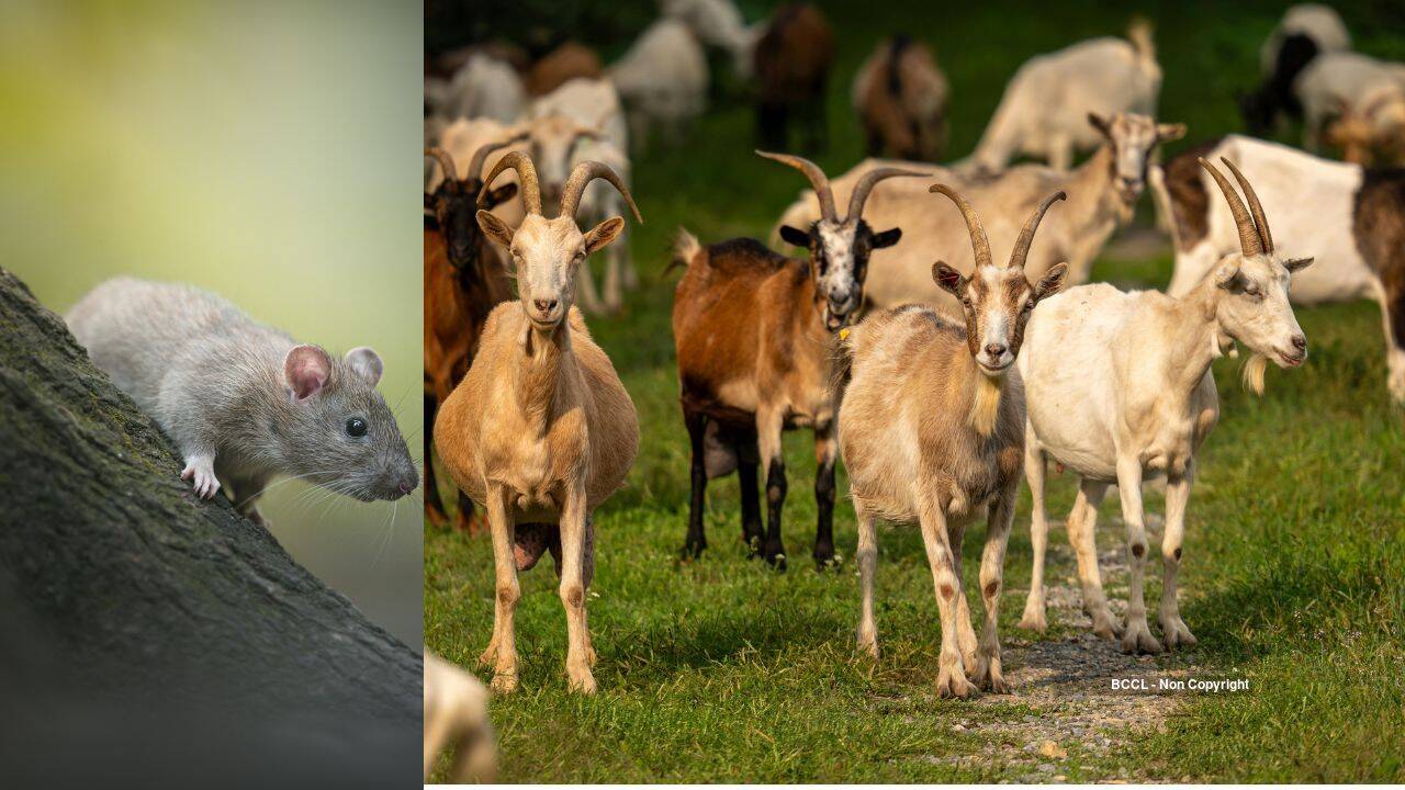 Redonda Island Sees 6,000 Rats and Goats Removed