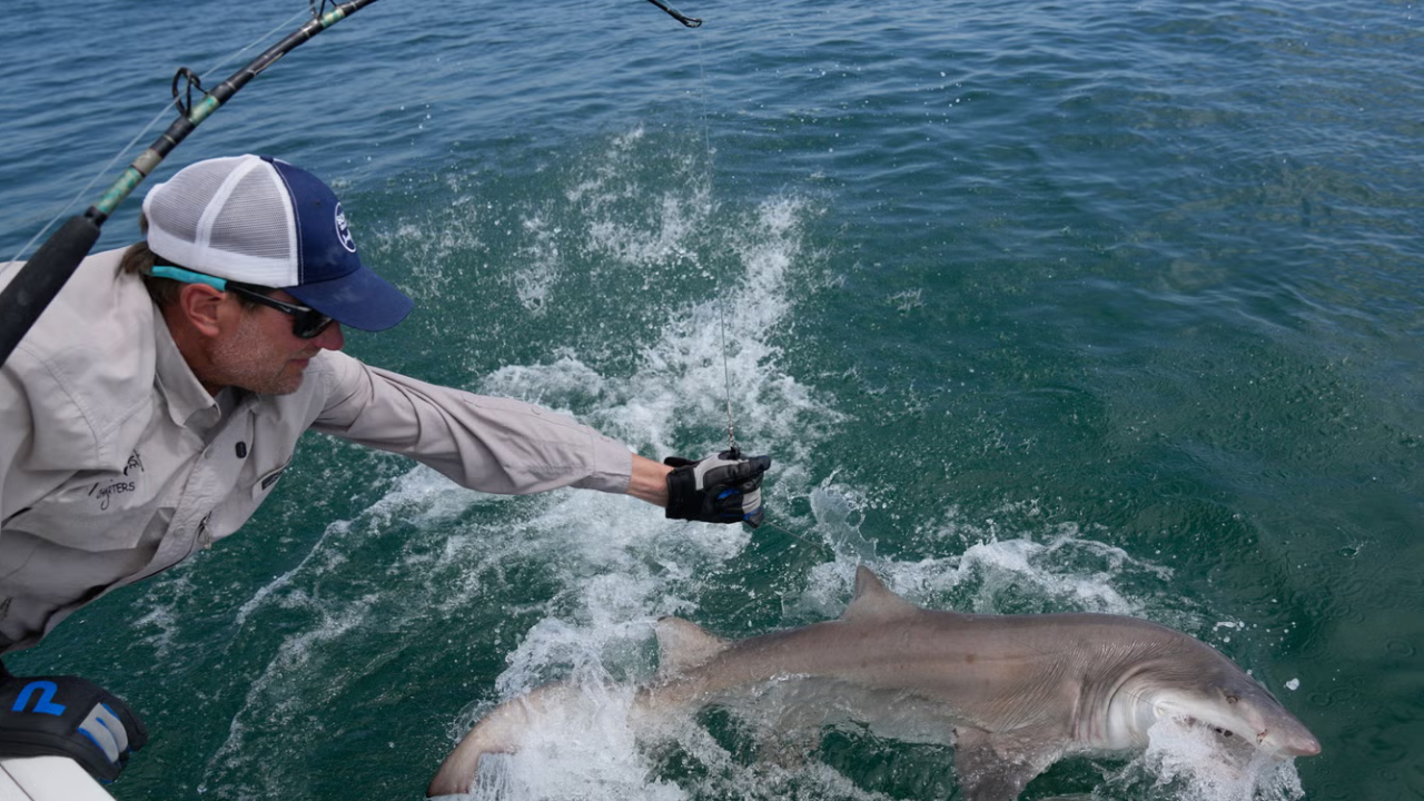 New York Coast Hosts 18 Young Great Whites