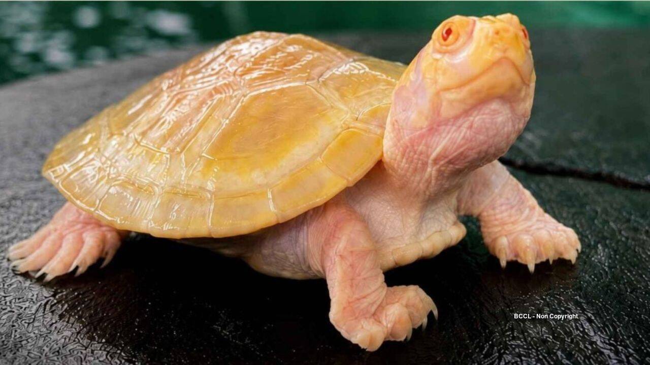 Albino Amazon Turtle Born in Bolivia