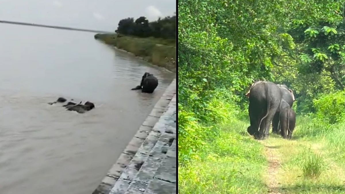 Five Elephants Rescued in UP River